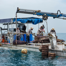 Load image into Gallery viewer, Dibba Bay Oysters Farm Tour: 29th March 2026 EARLY BIRD!!