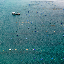 Load image into Gallery viewer, Dibba Bay Oysters Farm Tour: 29th March 2026 EARLY BIRD!!