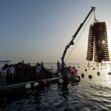 Load image into Gallery viewer, Dibba Bay Oysters Farm Tour: 29th March 2026 EARLY BIRD!!