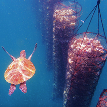 Load image into Gallery viewer, Dibba Bay Oysters Farm Tour: 29th March 2026 EARLY BIRD!!
